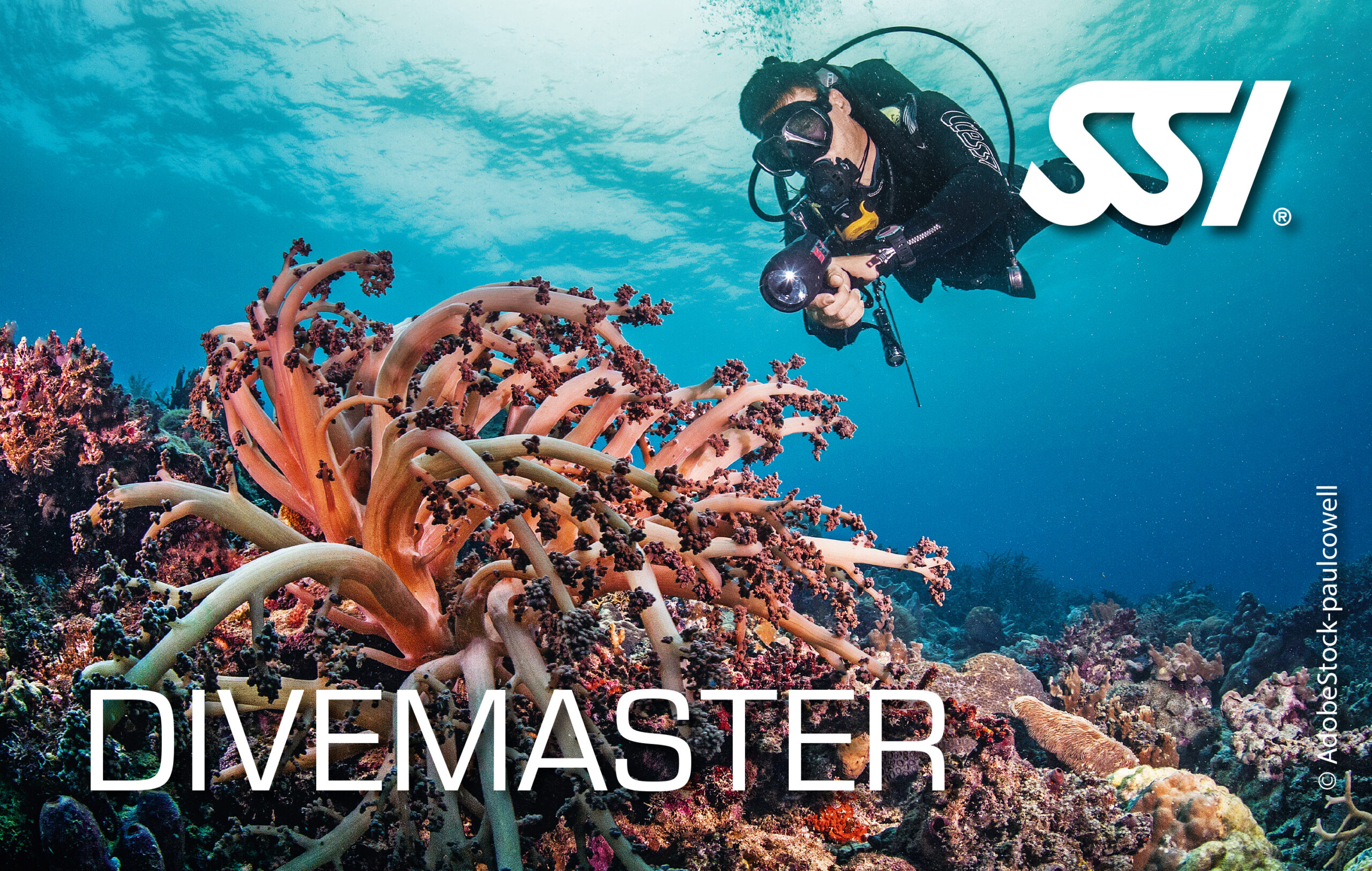 Divemaster Training